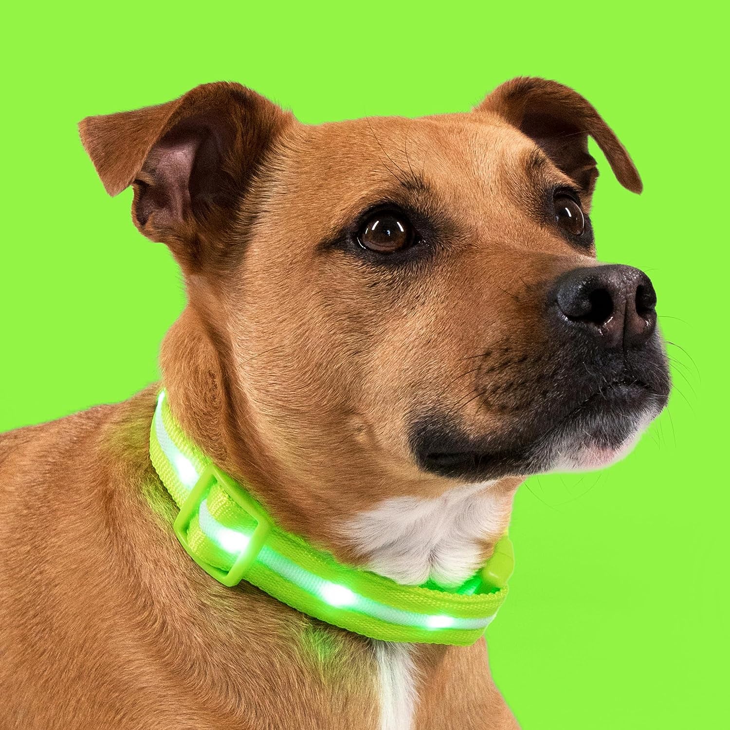 ' Safety LED Dog Collar – USB Rechargeable with Water Resistant Flashing Light